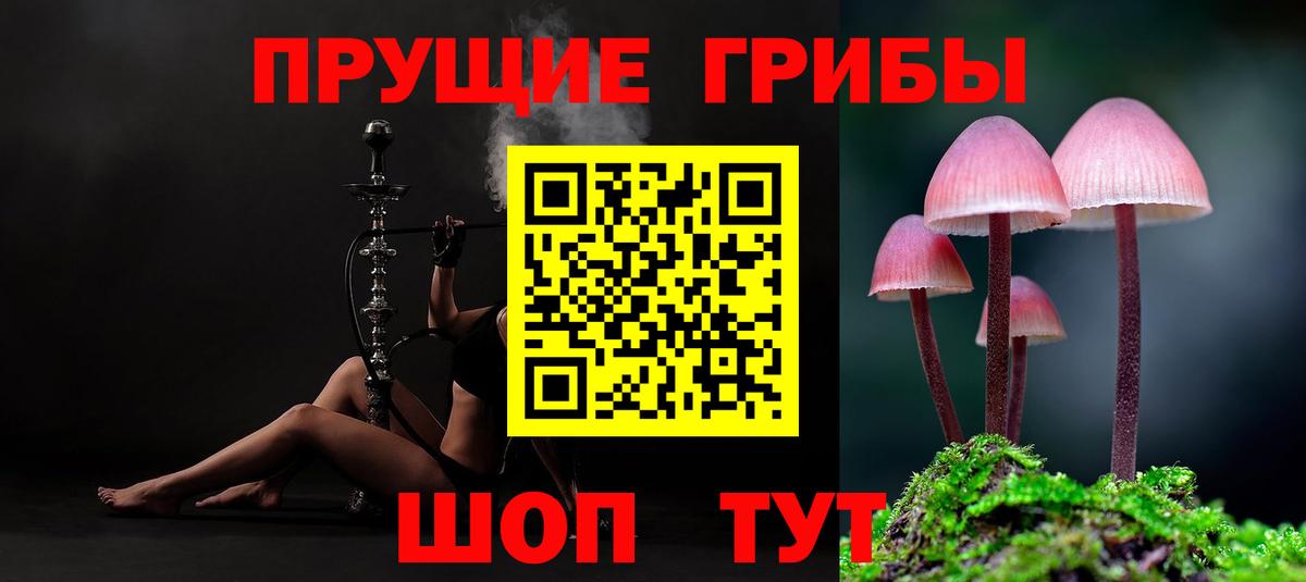 Псилоцибиновые грибы Psilocybe Гай